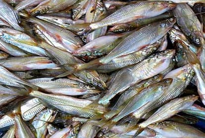 Due to lockdown in Prayagraj, a 200 rupees Tengra fish is being sold for 50 rupees.