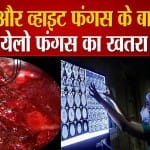येलो फंगस का खतरा
