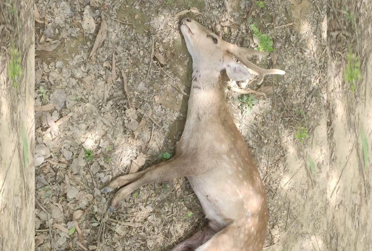 Dogs attacked on spotted deer in Bahraich.