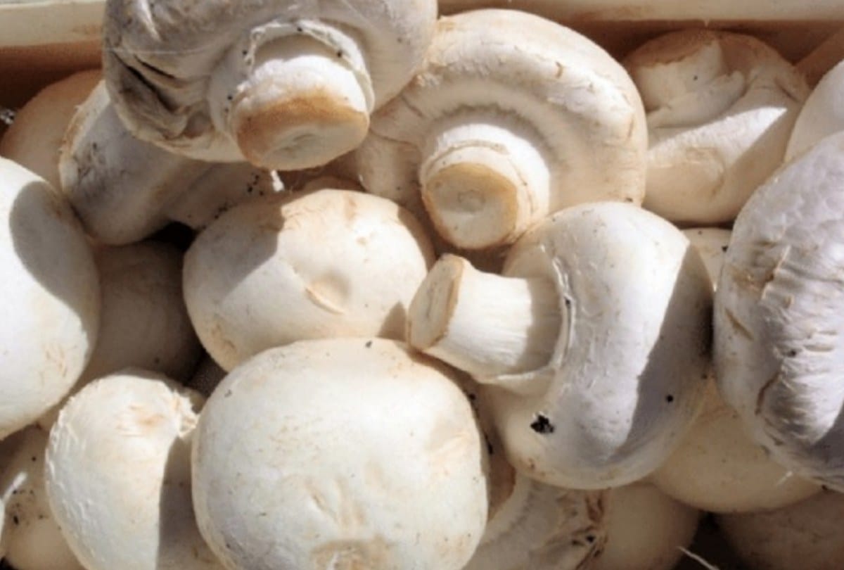 Frozen nuggets of Hieracium mushroom will improve memory, kumbh Research Centre Solan develop