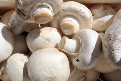 Mushroom prices increased by 50 percent amid compost fertilizer crisis