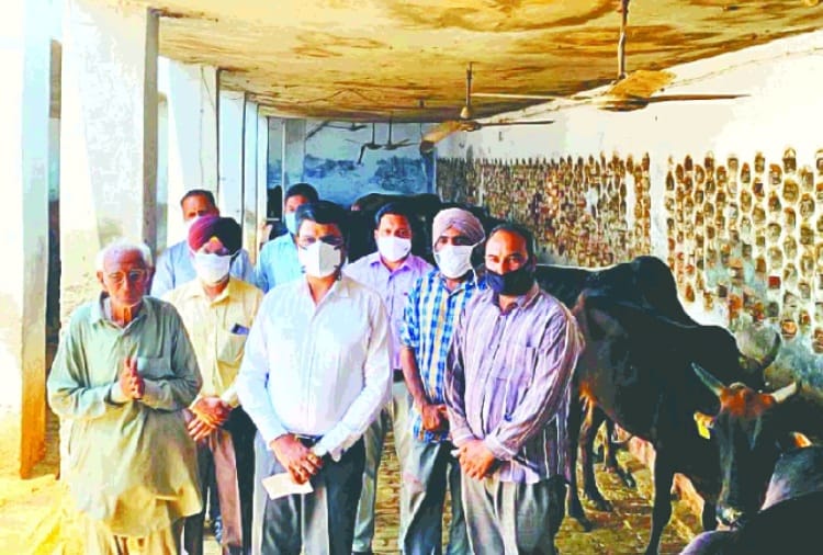 Two cows died and 155 sick due to consuming poisonous fodder in Patiala