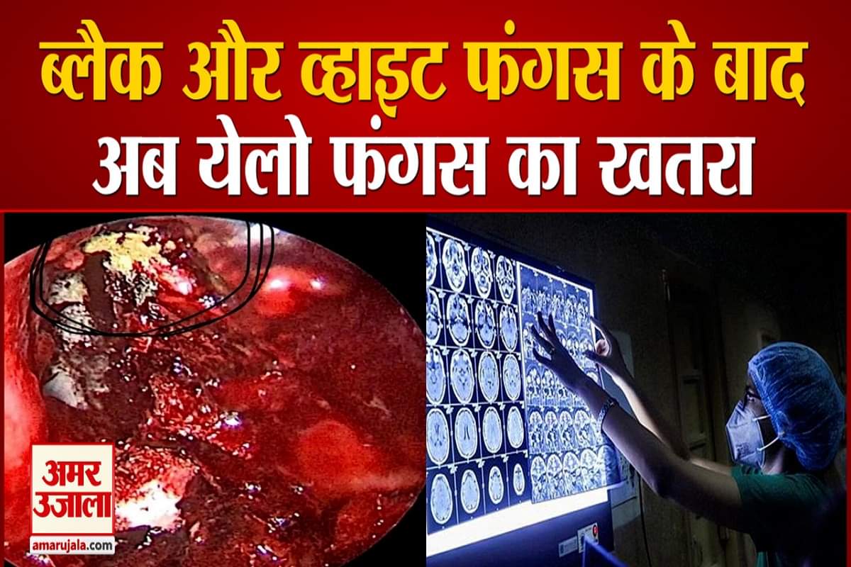 येलो फंगस