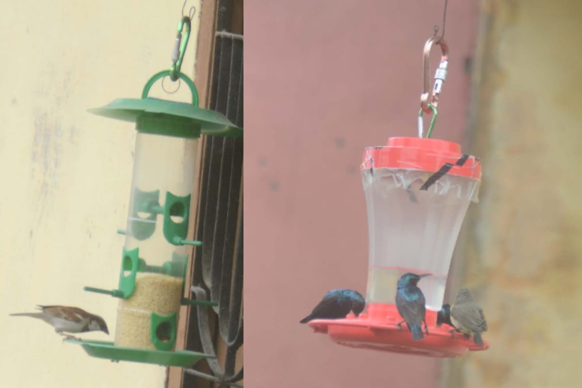 Satveer from Baghpat is also conserving birds along with traffic control