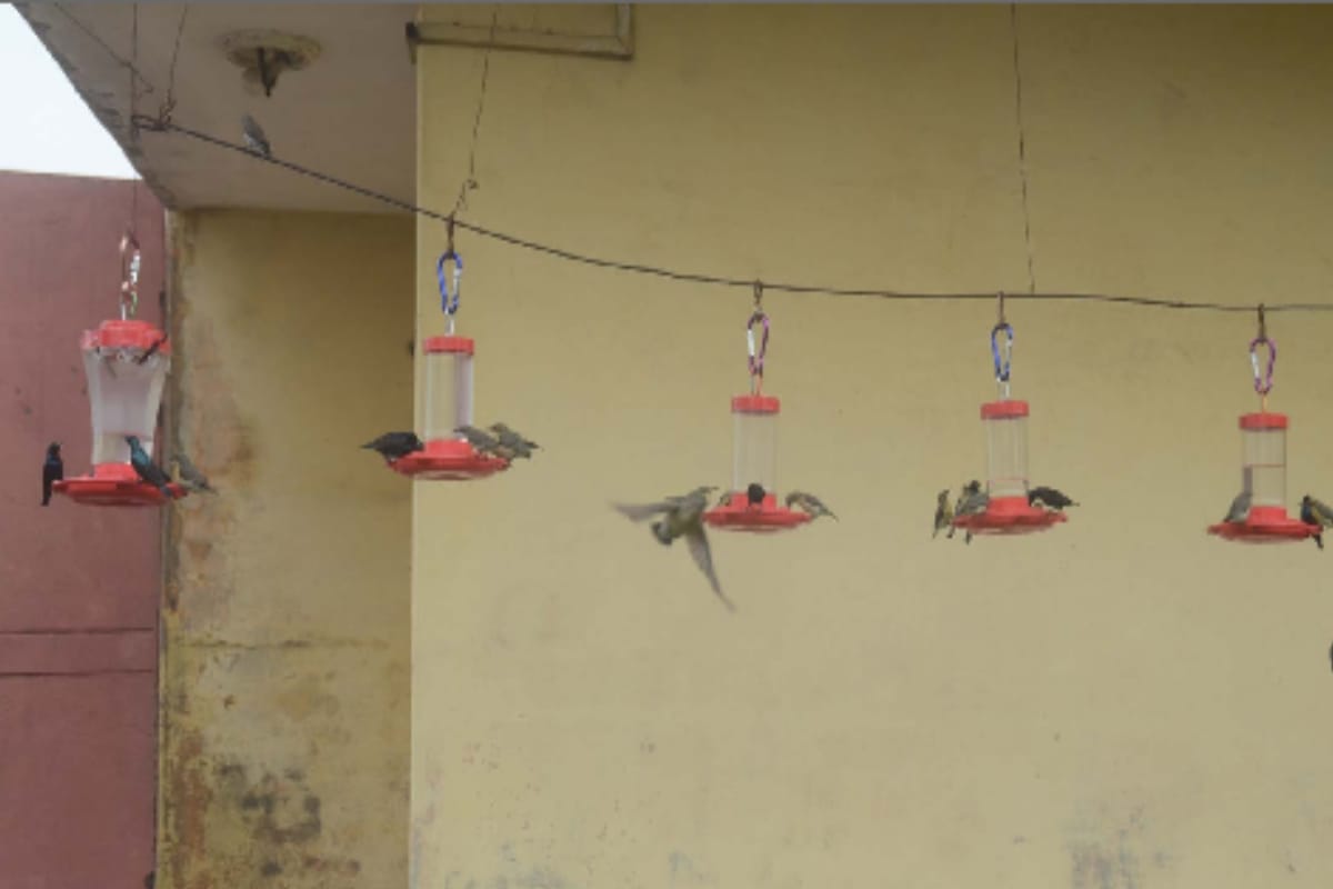 Satveer from Baghpat is also conserving birds along with traffic control