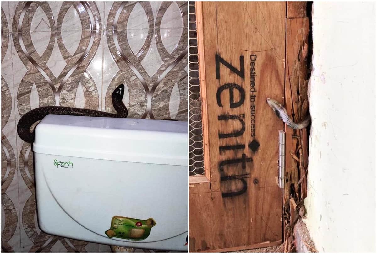 Wildlife SOS Team Rescued Snakes From House in Agra