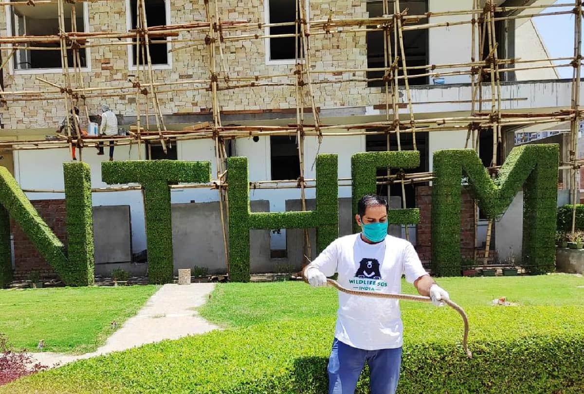 Wildlife SOS Team Rescued Snakes From House in Agra