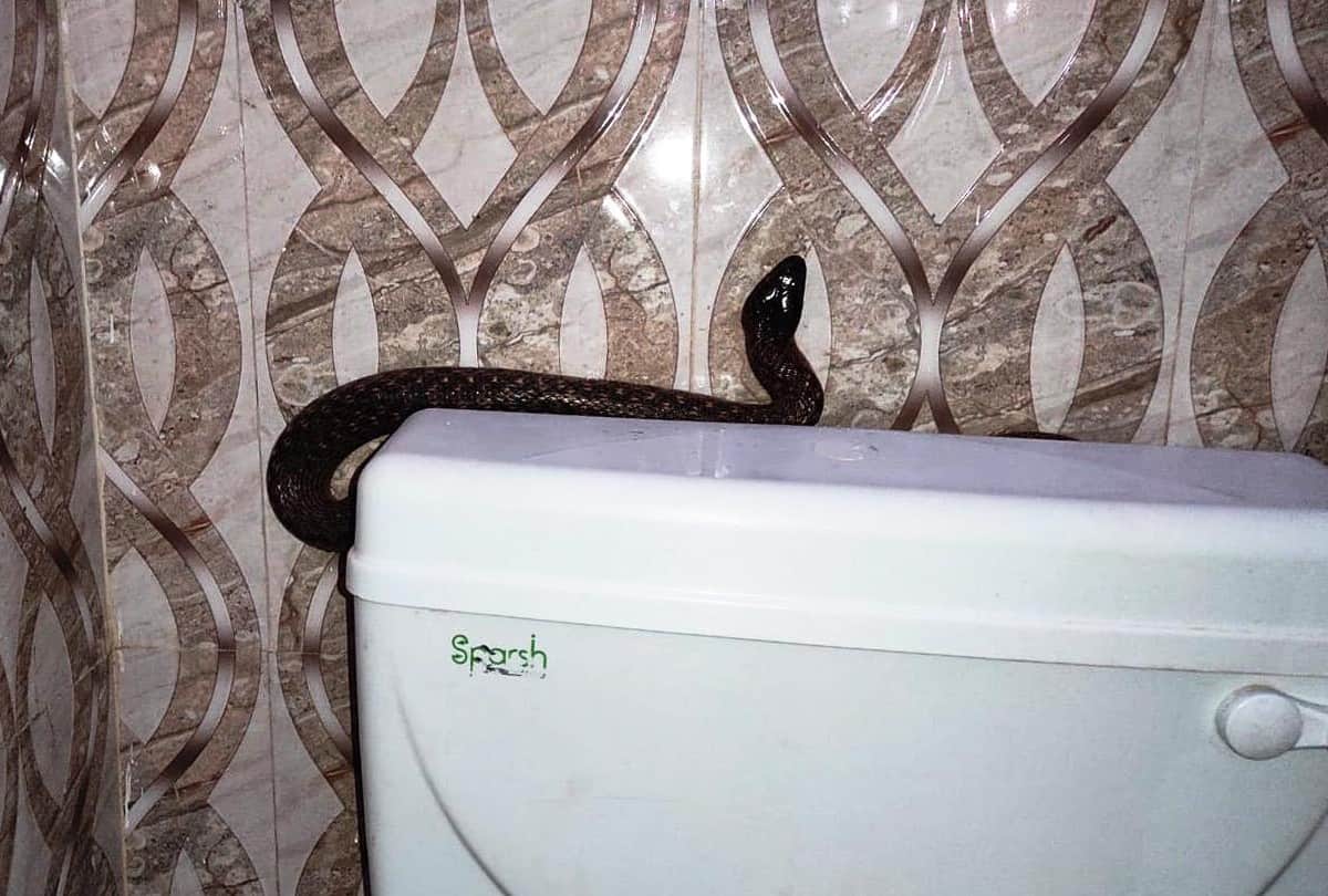 Wildlife SOS Team Rescued Snakes From House in Agra