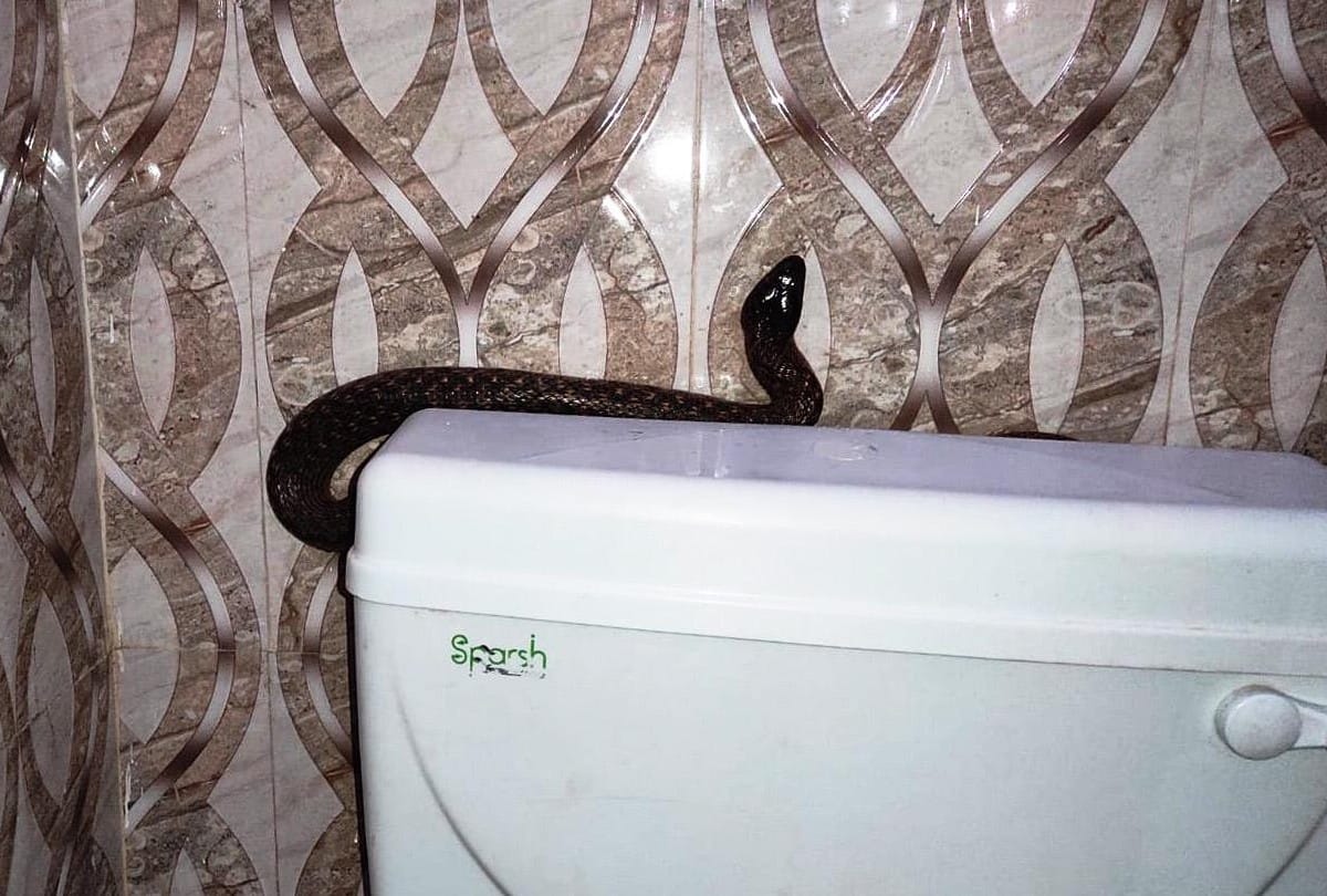 Wildlife SOS Team Rescued Snakes From House in Agra