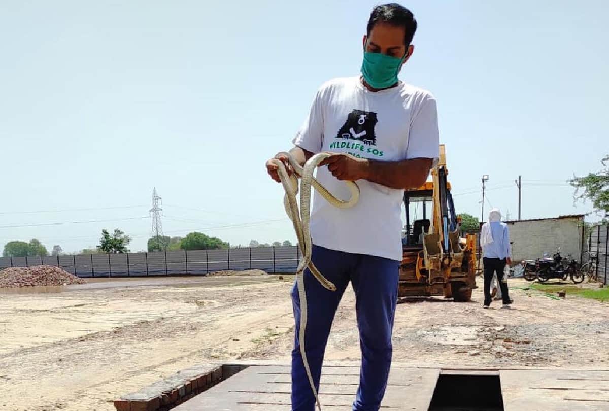 Wildlife SOS Team Rescued Snakes From House in Agra