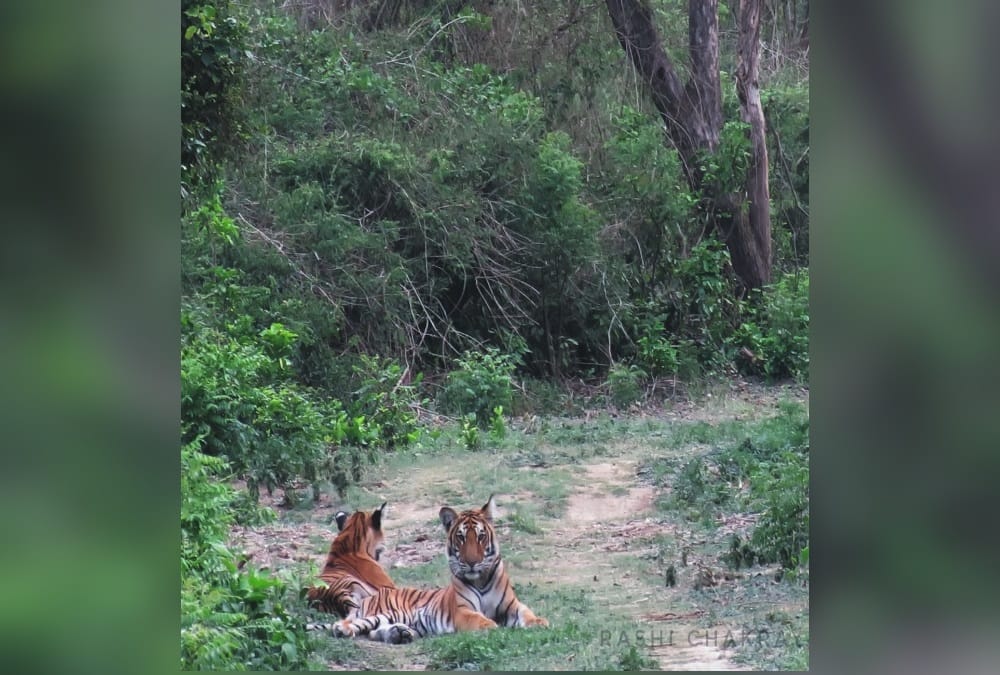Uttarakhand News: Elephant and Tiger face to face in Corbett National Park photos