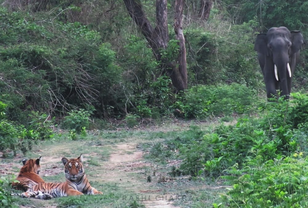 Uttarakhand News: Elephant and Tiger face to face in Corbett National Park photos