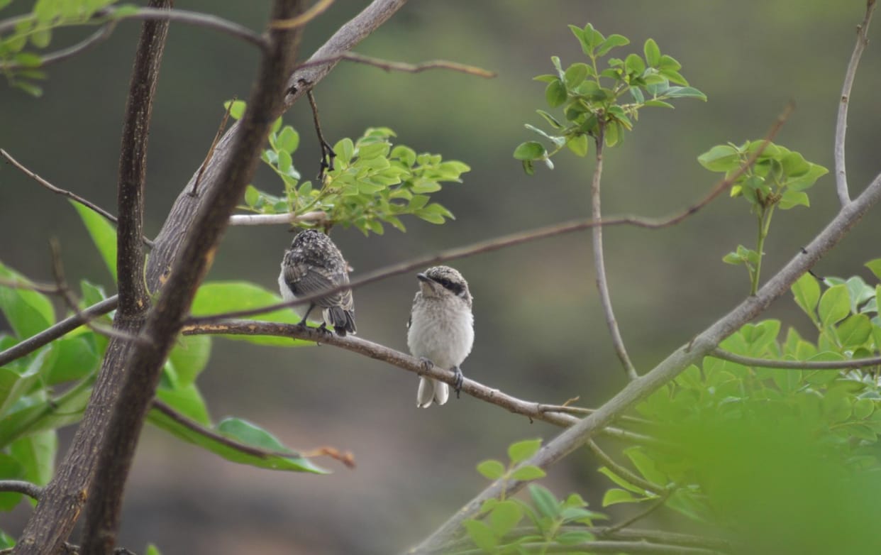 interesting facts about Common Woodshrike