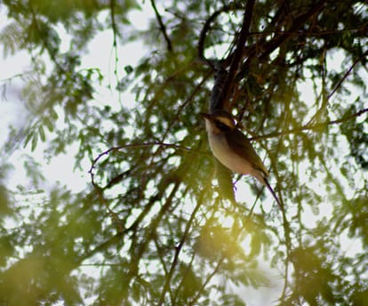 interesting facts about Common Woodshrike