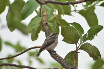 interesting facts about Common Woodshrike