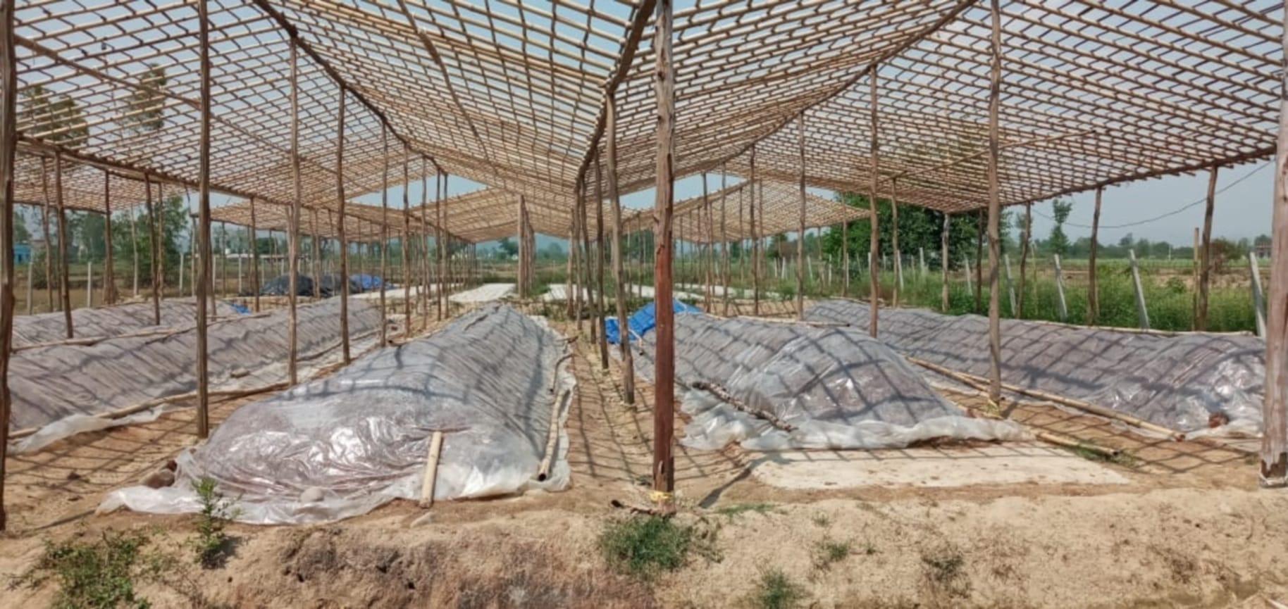 uttarakhand news : 15 years work done in gulf countries, now made name in mushroom cultivation in india