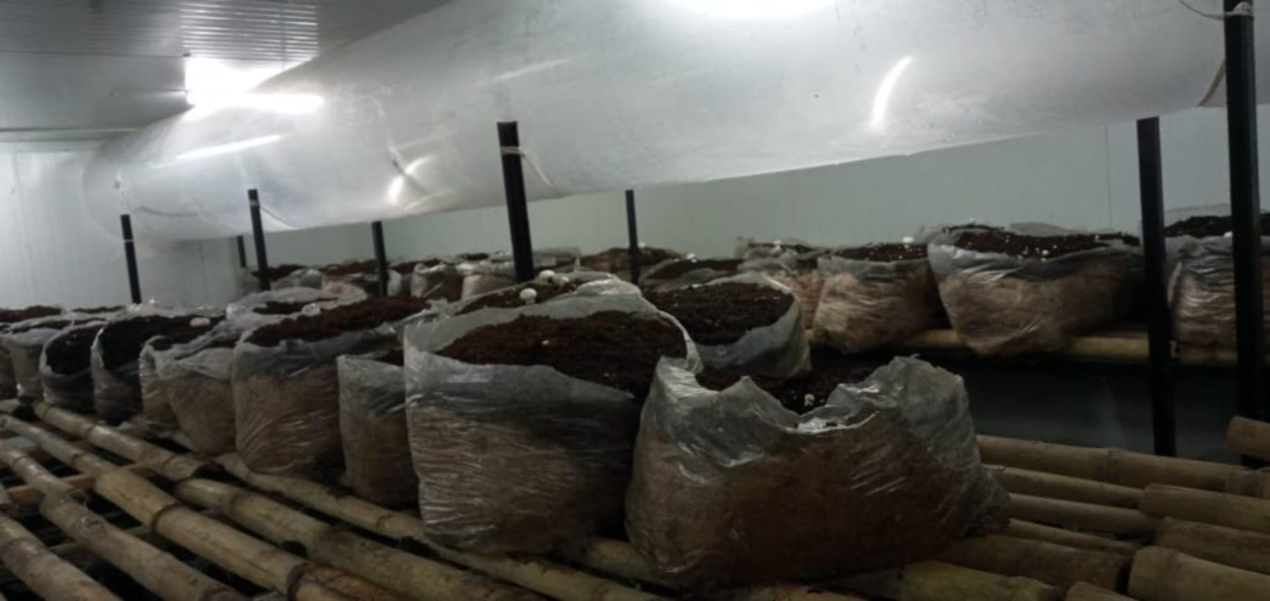 uttarakhand news : 15 years work done in gulf countries, now made name in mushroom cultivation in india