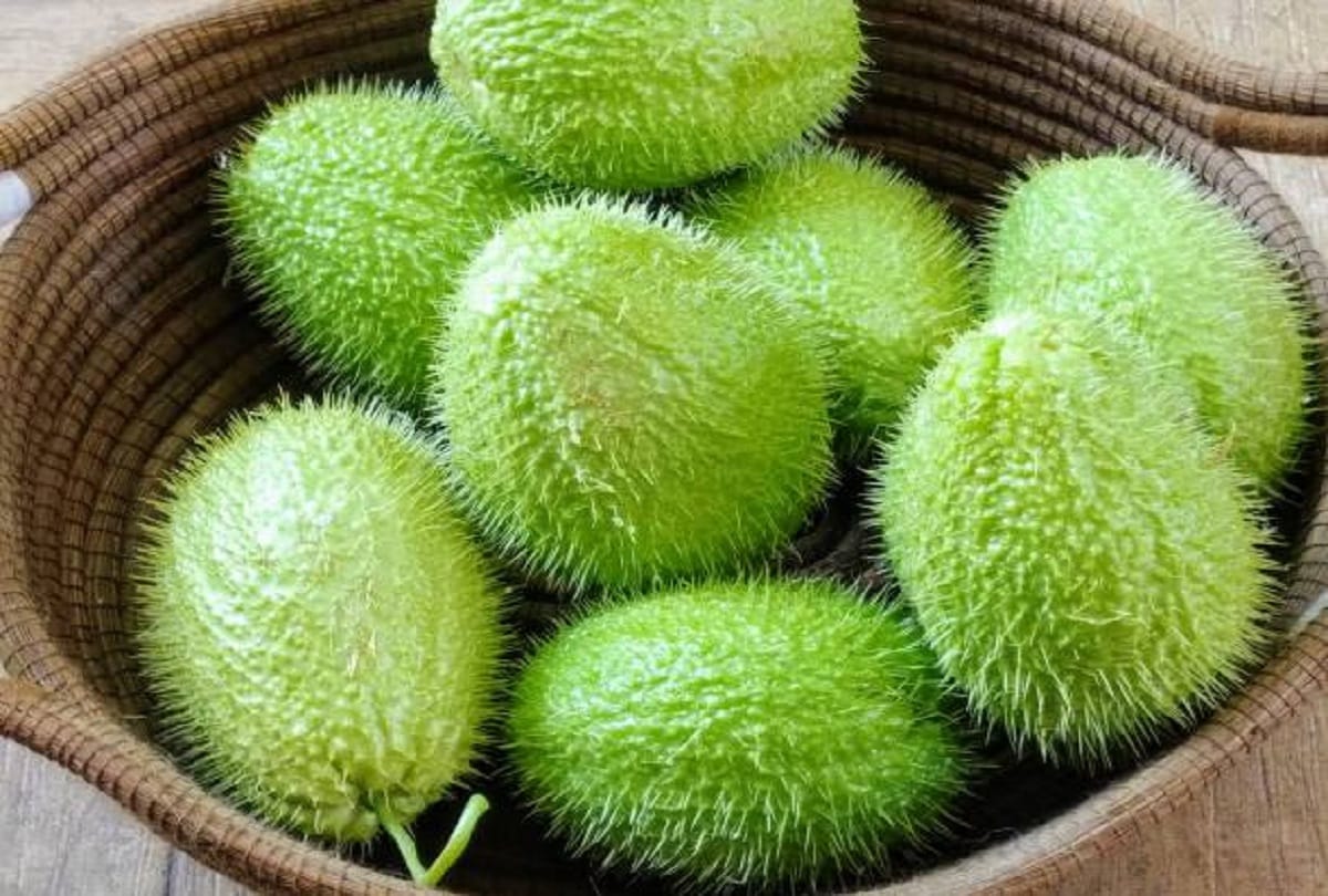 Health benefits of spiny gourd or teasle gourd in hindi