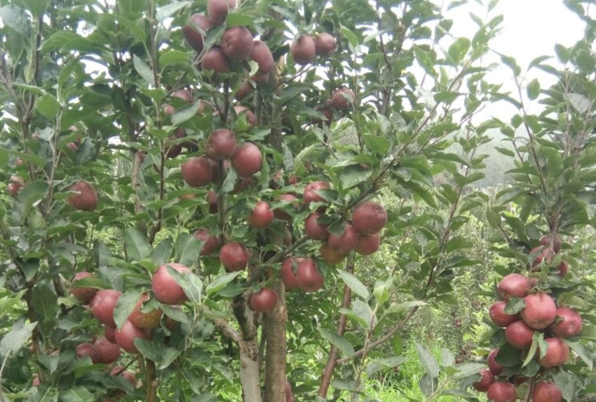 Horticulture Himachal: Department has included banned pesticide, insecticides in the spray schedule