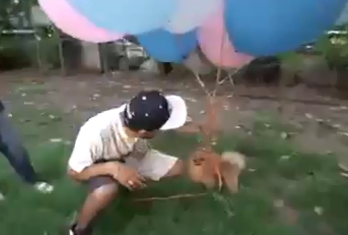delhi youtuber arrested for flying dog with hydrogen balloon animal cruelty case filed