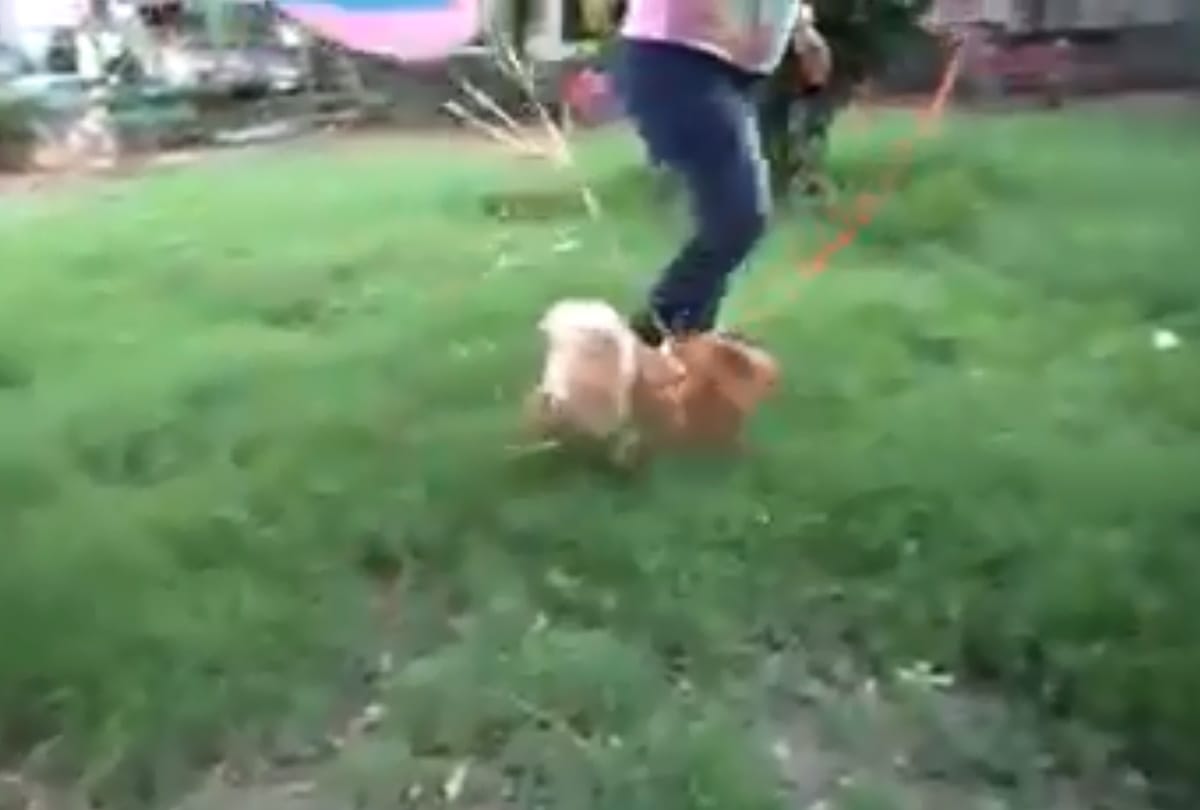 delhi youtuber arrested for flying dog with hydrogen balloon animal cruelty case filed