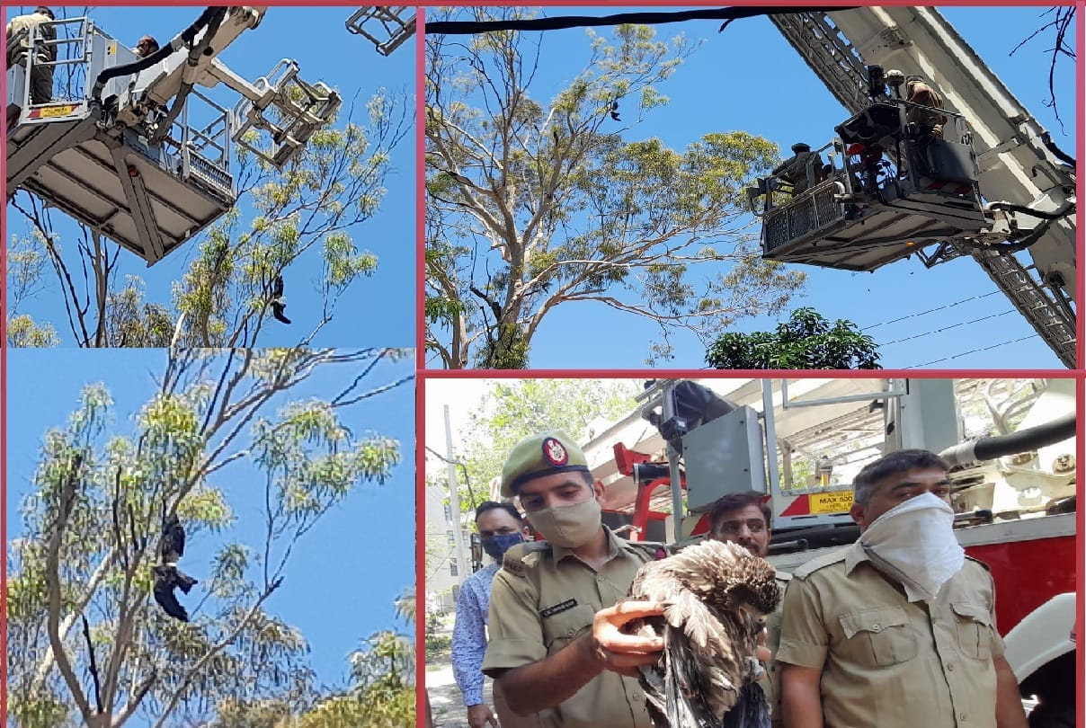 Fire Department staff rescued a bird trapped in tree in Old University Campus area Jammu