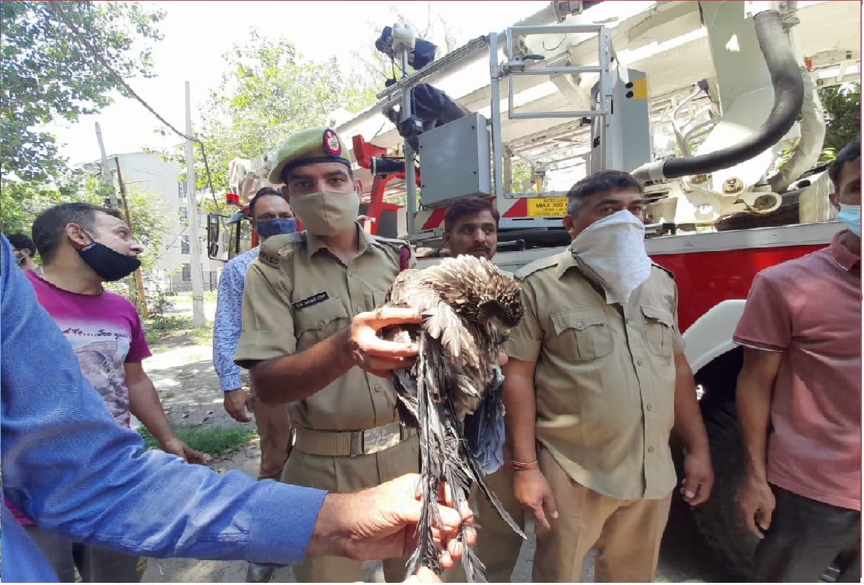 Fire Department staff rescued a bird trapped in tree in Old University Campus area Jammu