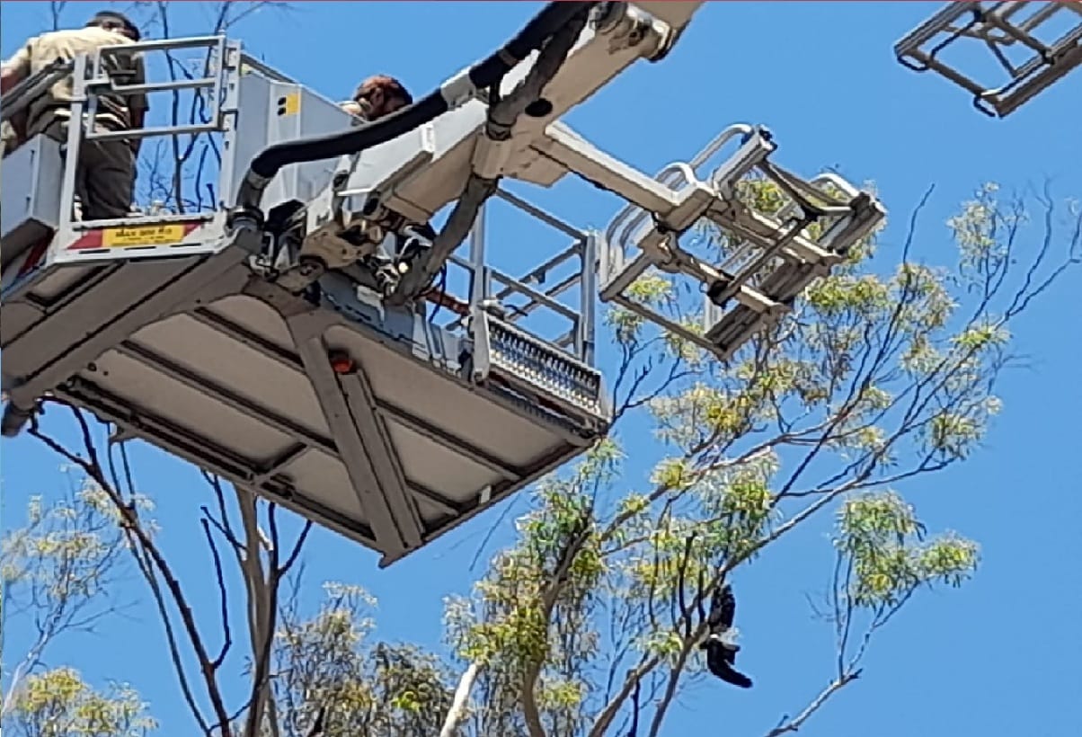 Fire Department staff rescued a bird trapped in tree in Old University Campus area Jammu