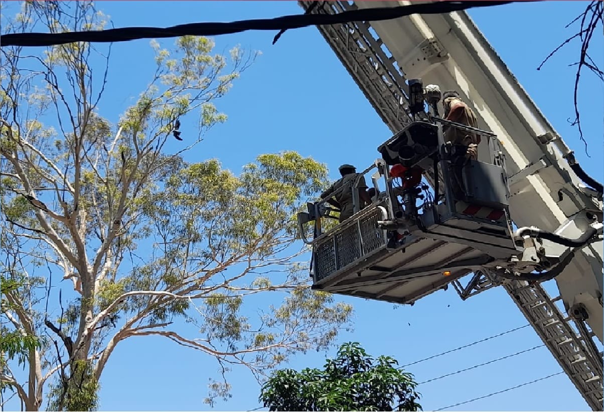 Fire Department staff rescued a bird trapped in tree in Old University Campus area Jammu