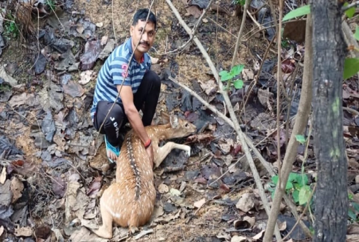 dog attacked on thirsty chital who reached at village in chandauli Naugarh Forest Area