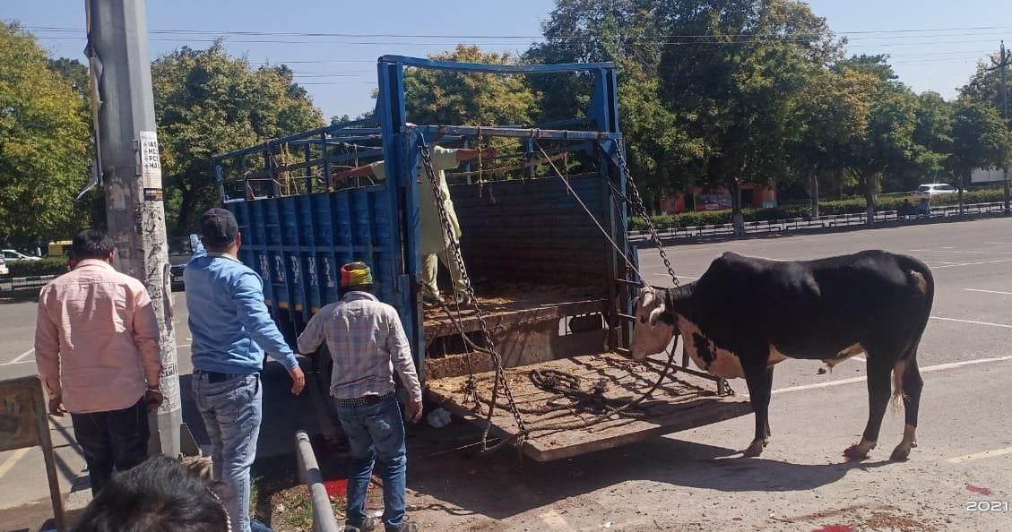 Preparation: Unclaimed animals being transported to Goshala, the city will soon be animal free, Municipal Corporation Mayor Kulbhushan Goel gave information