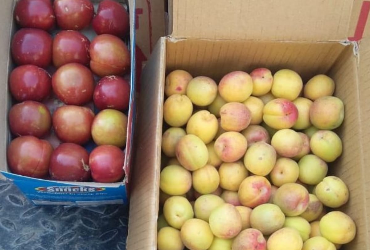 khumani and plum gave good benefits to farmers in himachal pradesh