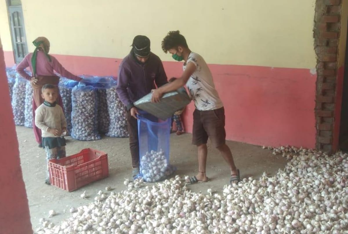 Himachal Pradesh garlic in demand garlic supply sent to puducherry