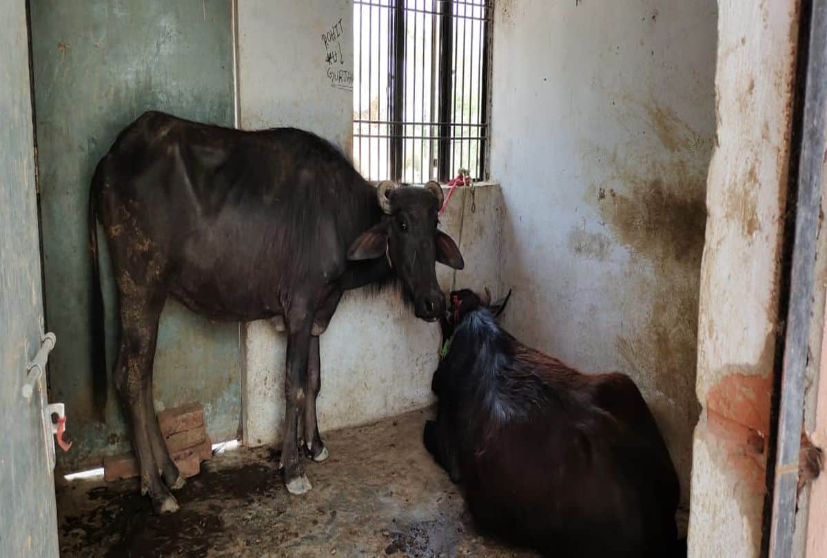 Damage Health System Of Manona Agra Villagers Tied Animals In Health Center