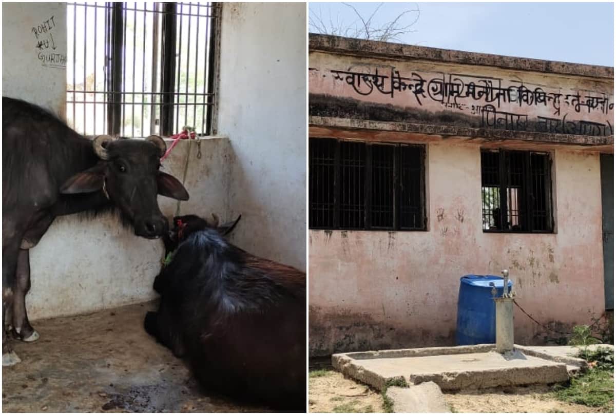 Damage Health System Of Manona Agra Villagers Tied Animals In Health Center