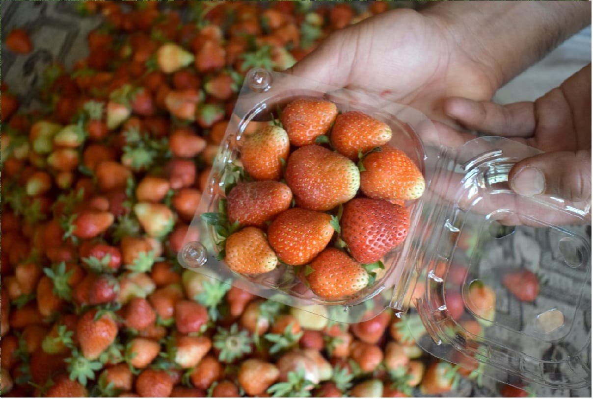Strawberry in kashmir, 30 percent decline in strawberry cultivation