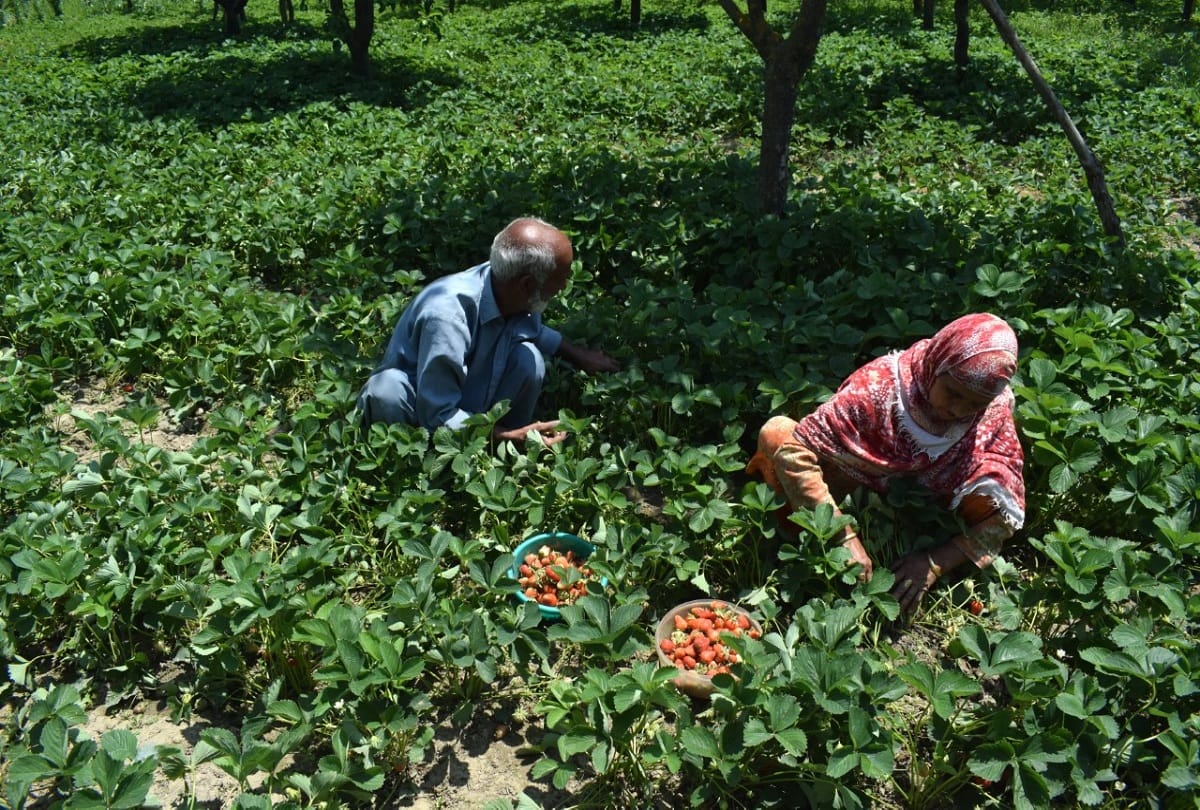 Strawberry in kashmir, 30 percent decline in strawberry cultivation