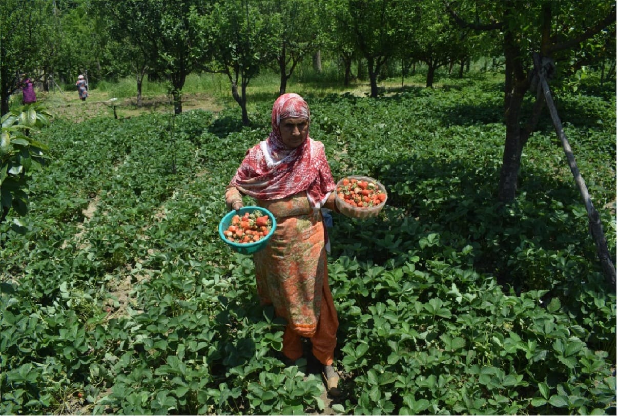 Strawberry in kashmir, 30 percent decline in strawberry cultivation
