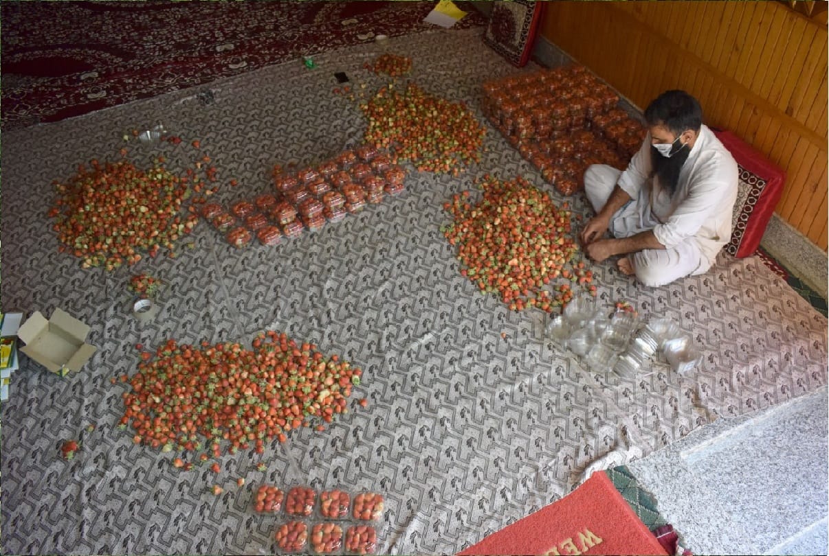 Strawberry in kashmir, 30 percent decline in strawberry cultivation