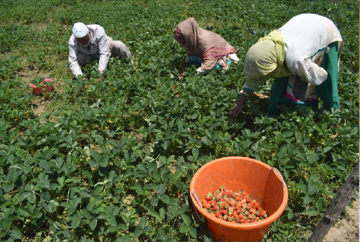 Strawberry in kashmir, 30 percent decline in strawberry cultivation