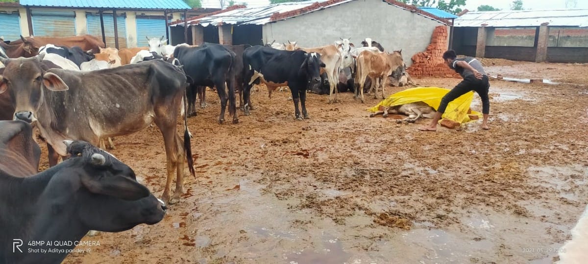 Animal shelter condition is bad two cows died due to starvation in azamgarh up