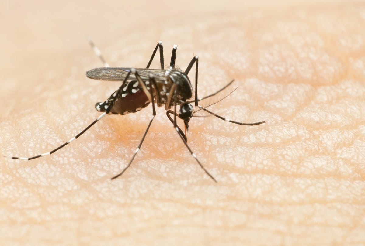 Uttarakhand news: Two More Dengue Patient Found in Dehradun Indira Nagar