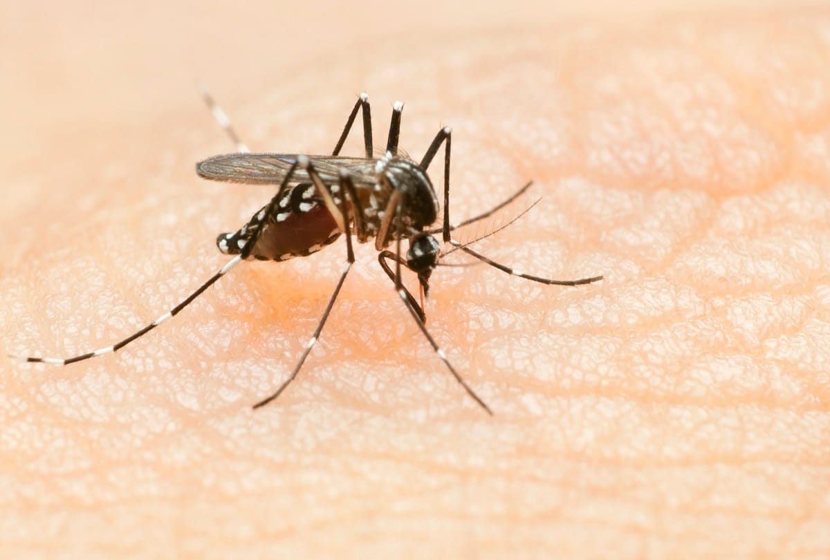 coronavirus update after coronavirus dengue malaria started spreading in delhi Here are 8 ways to protect