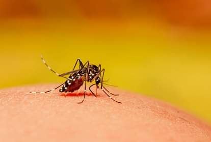 Health tips dengue diseases symptoms and treatment