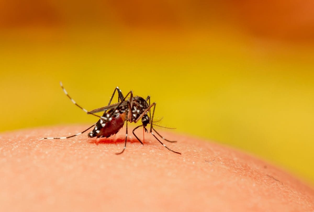 Tips to Protect yourself from Dengue Fever, Follow These Things to stay Safe
