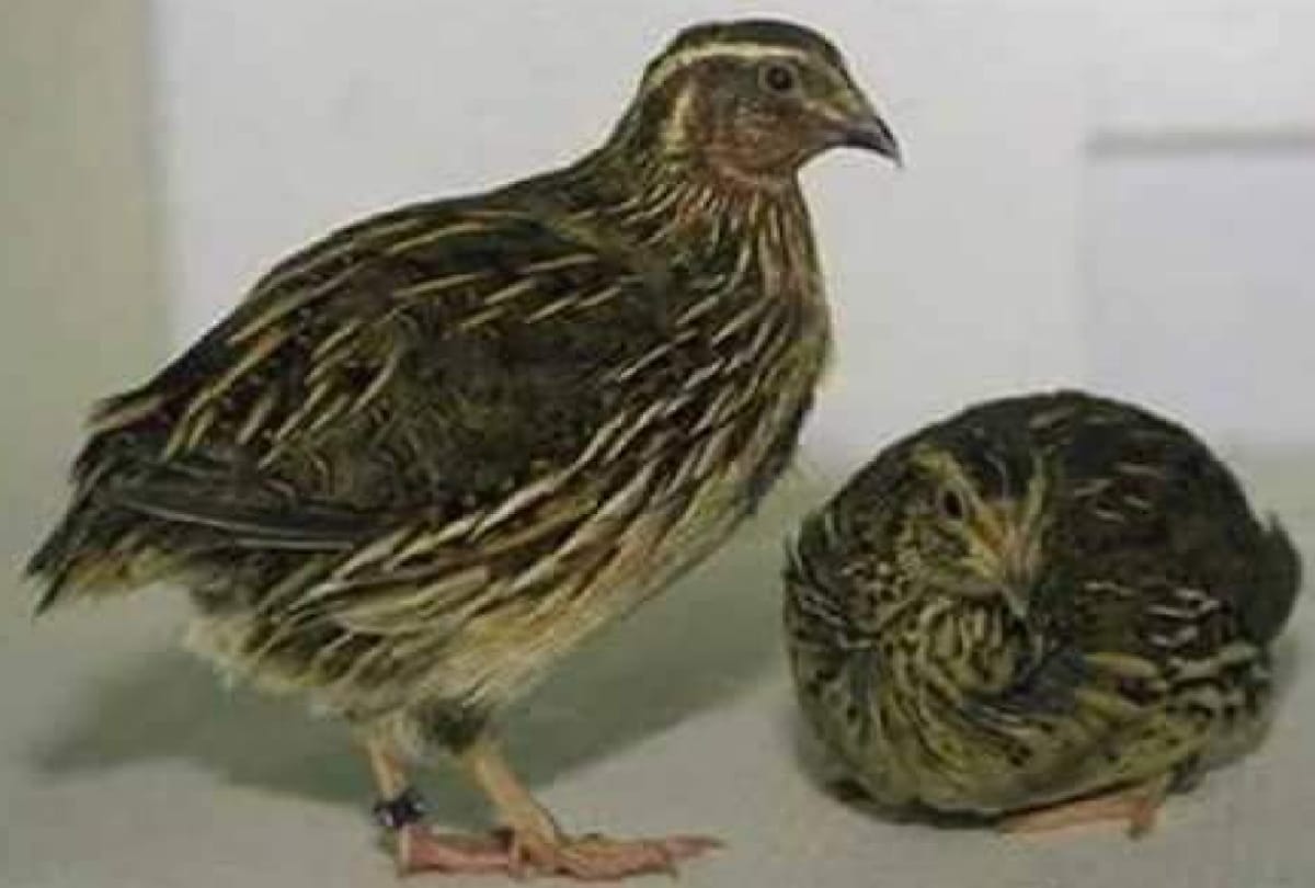 Japanese quail special story from basti