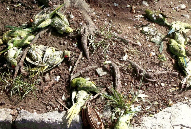200 Parrot and 65 pigeons killed in storm in Chandigarh