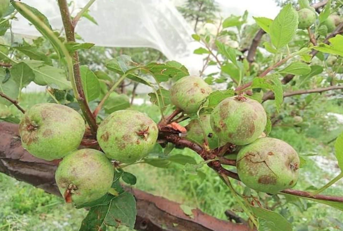 himachal weather today: Apple and tomato crops destroyed due to hailstorm, heavy rain alert in the state