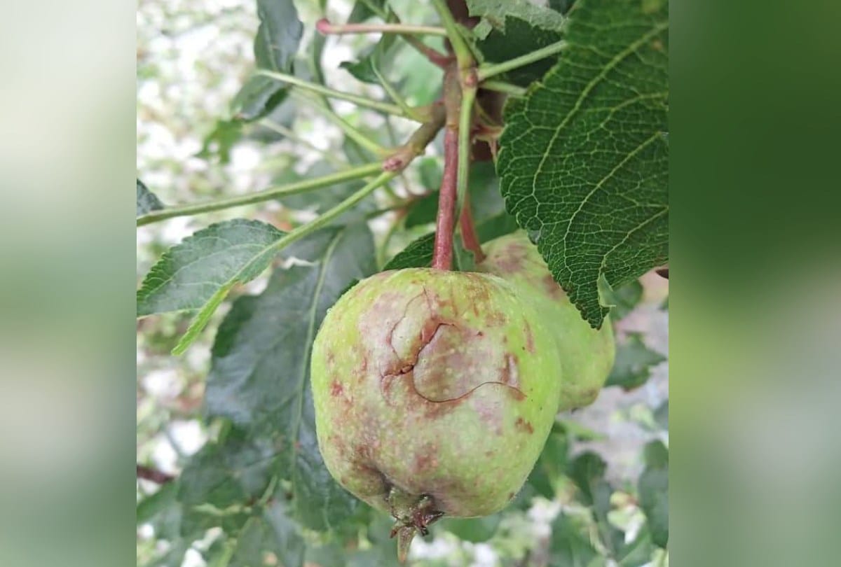 himachal weather today: Apple and tomato crops destroyed due to hailstorm, heavy rain alert in the state