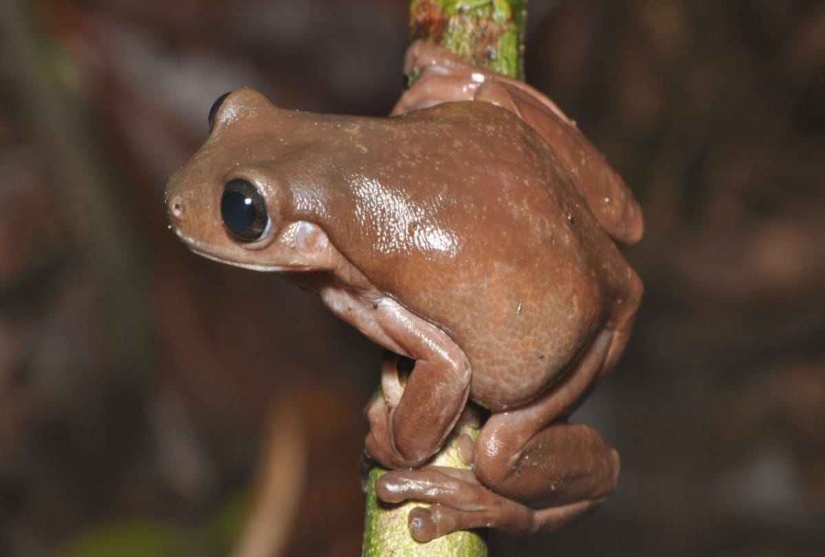 australian scientists discovered chocolate frog from new guinea rainforest